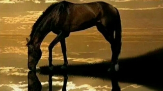 Әшім Дөңшіұлының күйі "Кеңес"